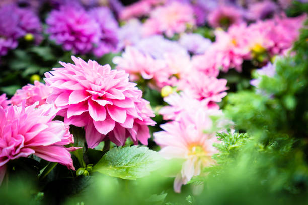 istock Colorful flower in the garden 1124922973