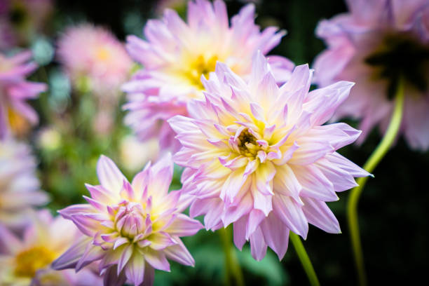 istock Colorful flower in the garden 1124923626
