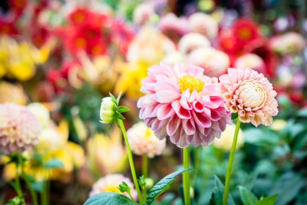 istock Colorful flower in the garden 1124923940