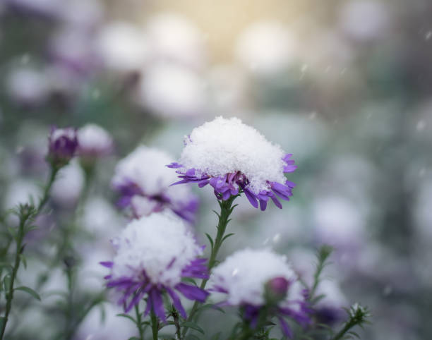 istock Snow-covered flowers alpine aster. 1124927396