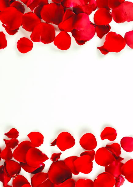 istock Flowers background. Red roses petals frame board on white background. Top view. Copy space 1124930535