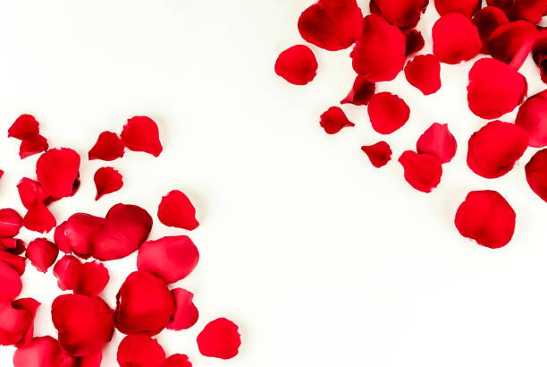 istock Flowers background. Red roses petals frame board on white background. Top view. Copy space 1124930657