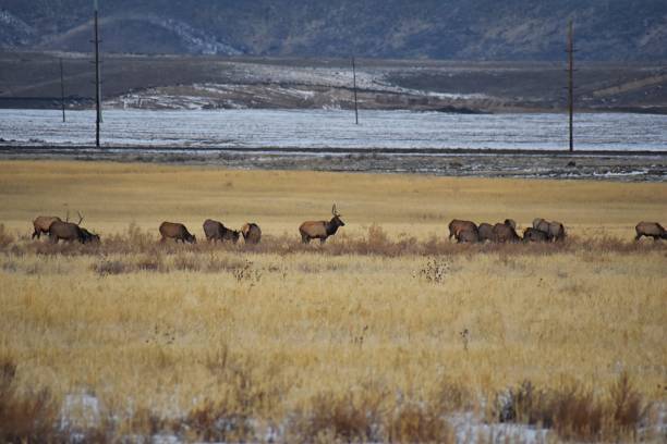 Bull Elk his herd harem on the Baccus Highway the Westside with view of Salt Lake Valley and Wasatch Front Rocky Mountains in the foothills of the Oquirrh Mountains and Rio Tinto Bingham Copper Mine, Utah United States. alces de bull su harén de manada en la carretera de baccus westside con vista del valle del lago salado y las montañas rocosas frente wasatch en las estribaciones de las montañas de oquirrh y rio tinto bingham mina de cobre, utah estados unidos.