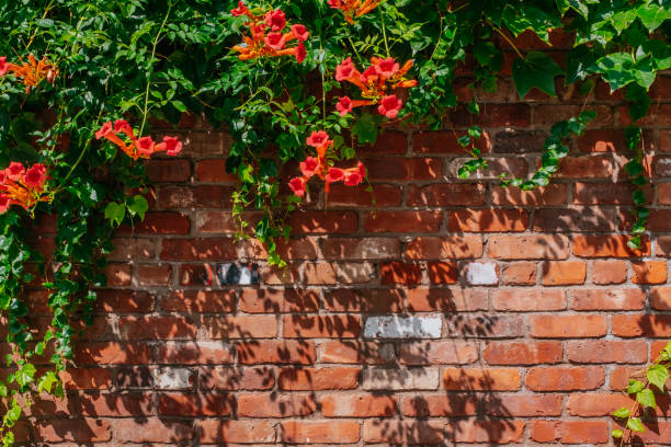 Orange flowers and green vines over textured brick wall in a sunny day
