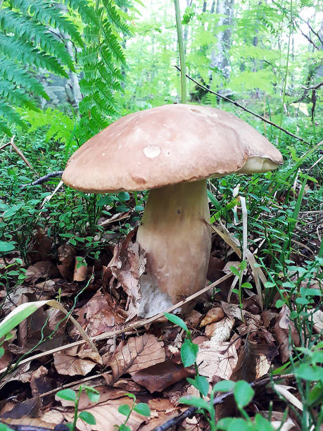 istock Big Boletus Edulis in the wood 1124933657