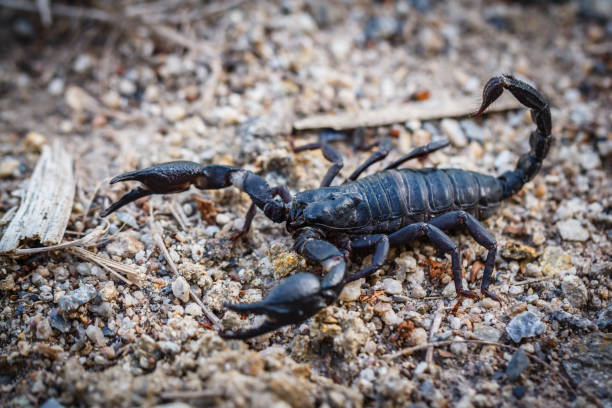 istock Black scorpion found naturally in Thailand 1124935346