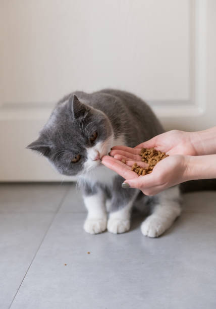 istock Cute British short-haired cat, indoor shooting 1124937746