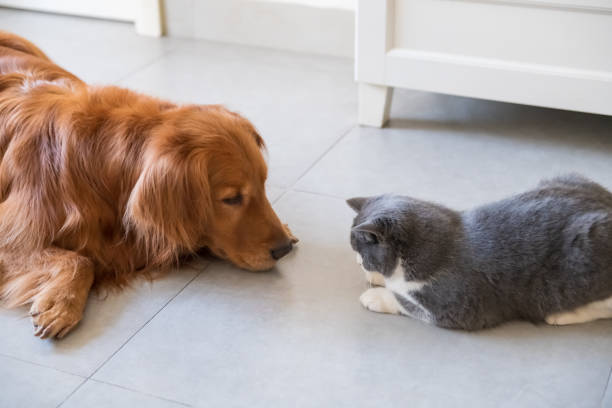 istock Golden Retriever dog and British short-haired cat 1124938579