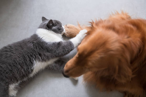 istock Golden Retriever dog and British short-haired cat 1124938596