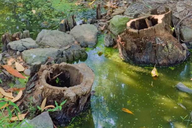 Two hollowed out stumps in a swampy, green, algae-ridden stream, with boulders, and debris, making this colorful scene lovely, in a lush park in Bangkok, Thailand.