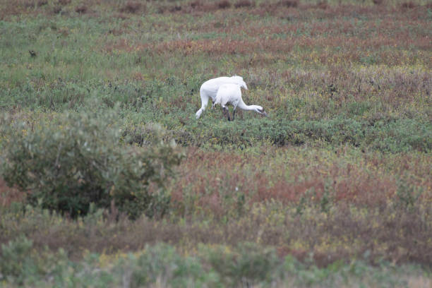 istock Whooping cranes in Aransas National Wildlife Refuge 1124942748