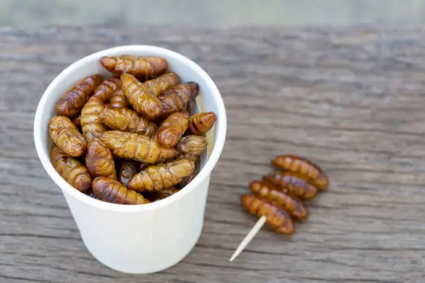 Photo of Worm insects or Chrysalis Silkworm in white paper cup on wood table. The concept of protein food sources from insects. It is a good source of protein, vitamin, and fiber.