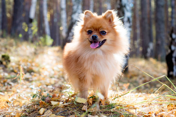 istock Cute friendly spitz dog walking in an autumn park 1124944249