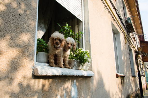 Two poodle dogs looking from open window and bark at strangers on the street. Pet dog with curly hair
