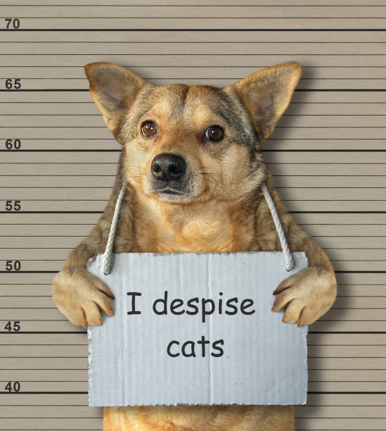 istock Bad dog despising cats 1124947485