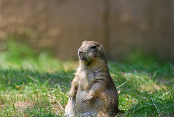 istock Prairie dog sitting in grass 1124950038