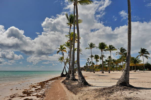 istock Beach with palm trees on the white sand. 1124950299