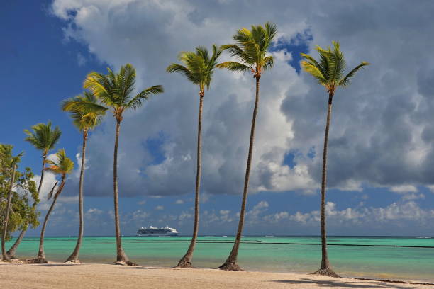 istock Beach with palm trees on the white sand. 1124950300