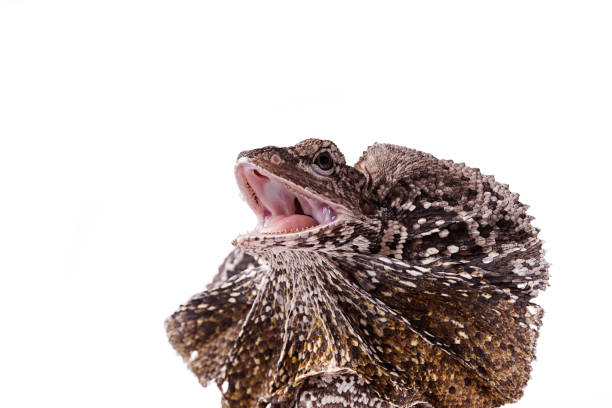 istock Frilled Neck Lizard Close up isolated white background 1124950359
