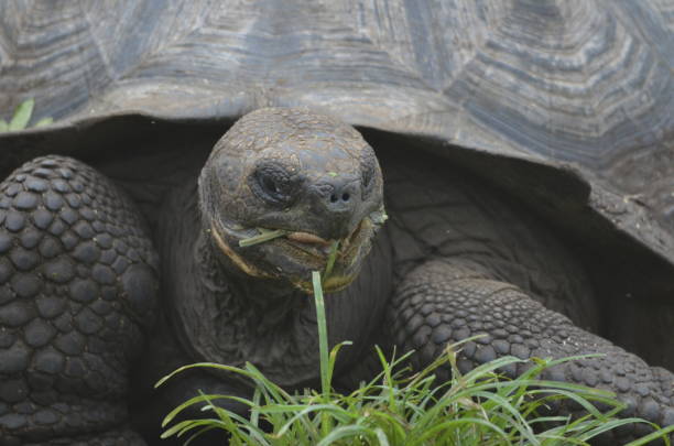 istock Giant Turtle of Galapagos eating 1124950381