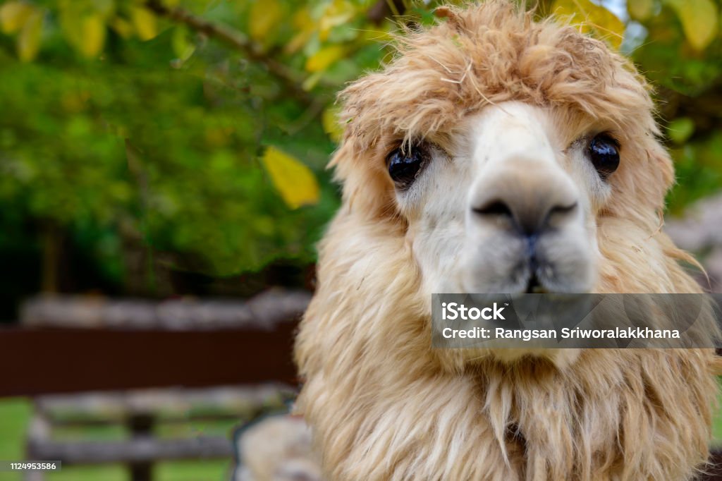 the lovely Alpaca. "Alpaca in Suanpung farm during sunny day, Thailand. Llama - Animal Stock Photo