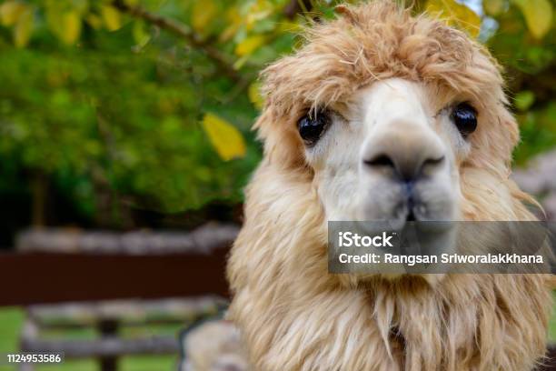 The Lovely Alpaca Stock Photo - Download Image Now - Llama - Animal, Cute, No People