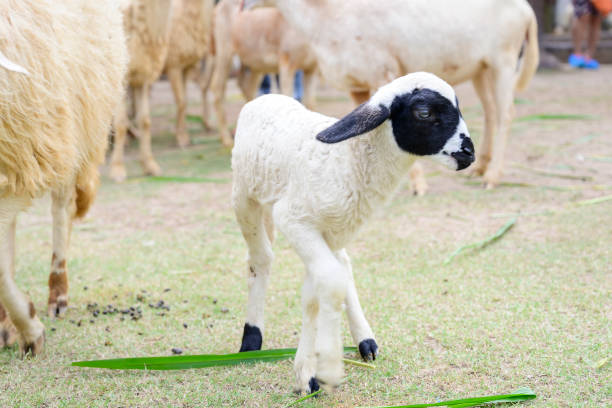 istock Black sheep with lovely eyes. 1124953635