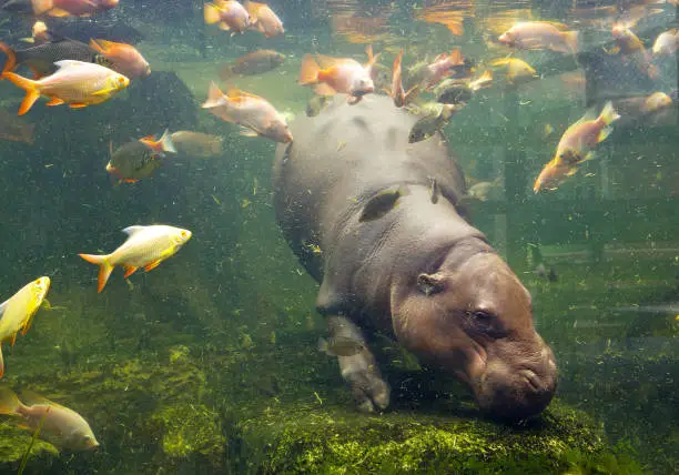 Photo of Hippopotamus swimming with fish.