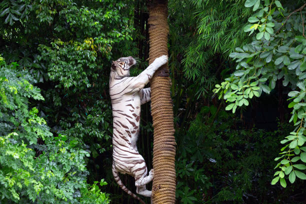 White tigers are climbing trees in the forest atmosphere. stock photo