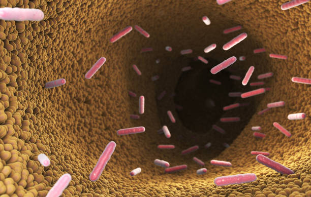 消化器系の腸内細菌 - enterobacteria ストックフォトと画像