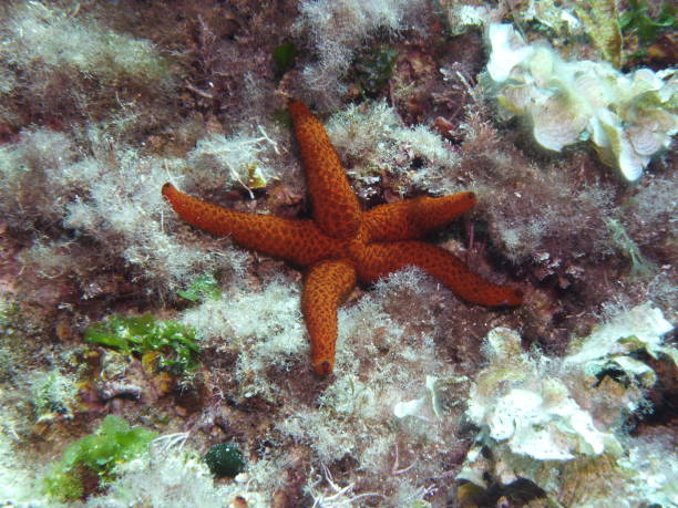 istock Red Starfish hanging loose 1124954226