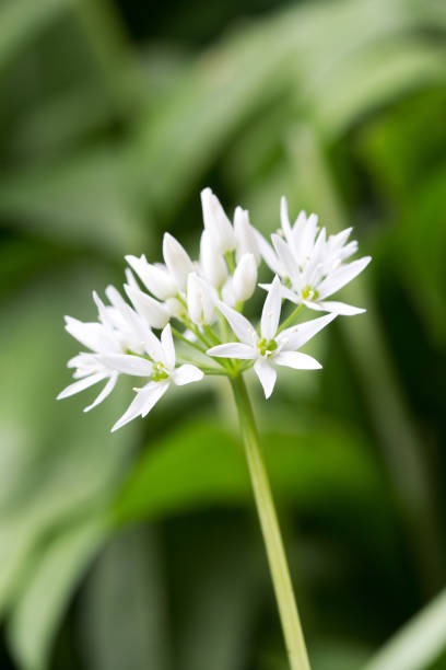 istock Flowering wild garlic leek (Allium ursine) in the forest (manual focus) 1124955373