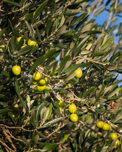 istock A branch of an olive tree with green olives 1124955527