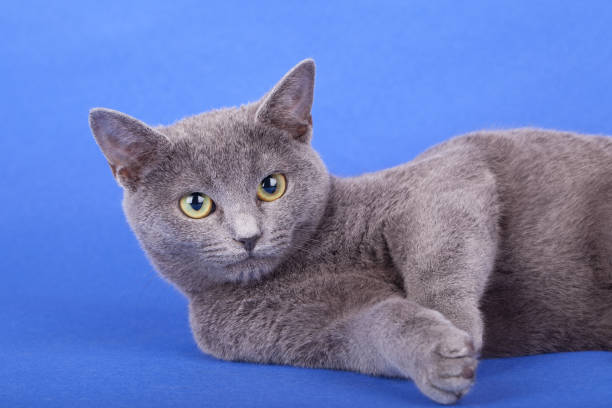 scatto in studio di un gatto blu russo, gattino in piedi su sfondo blu, nuvole. - russian shot foto e immagini stock