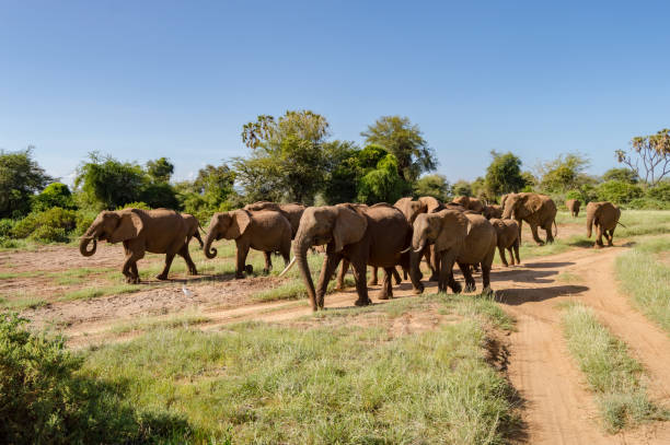 istock Herd elephants in the savannah 1124957744