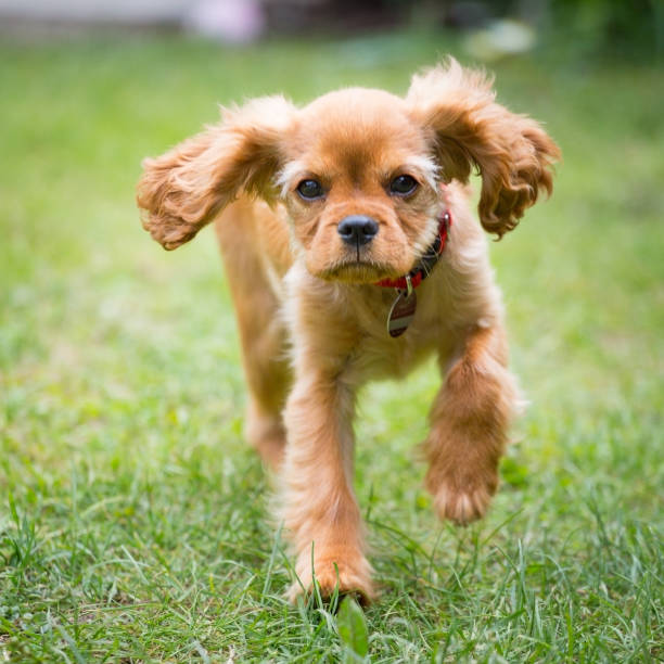 istock happy cavalier king charles spaniel puppy running 1124957925
