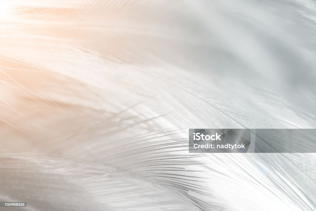 dark feather texture background,Light orange Feather Stock Photo
