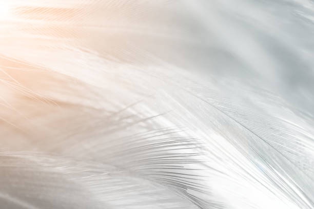 dark feather texture background,light orange - feather softness bird macro imagens e fotografias de stock