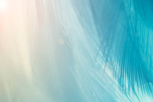 Beautiful dark green turquoise vintage color trends feather pattern texture background with Orange light