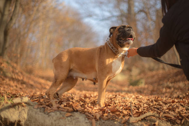 istock Dog portrait at sunny autumn day 1124959691