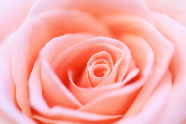 istock close up pink rose flower soft focus. 1124959855