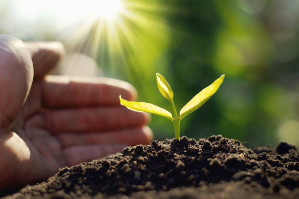 istock hand planting sprout in garden with sunshine 1124959993