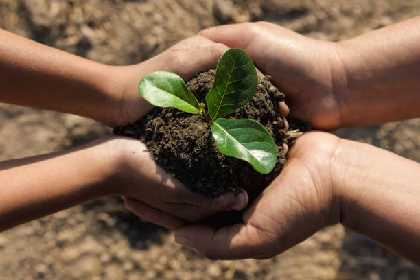 istock two hand helping planting young tree for save world 1124959996