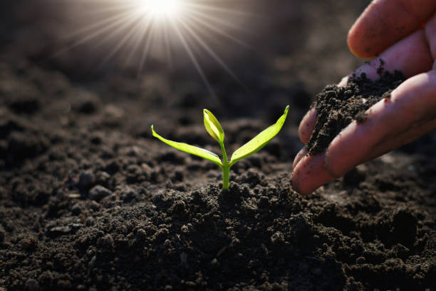istock hand planting sprout in garden with sunshine 1124959998
