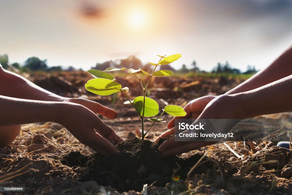 madre e bambini che aiutano a piantare un giovane albero. concetto mondo verde - Foto stock royalty-free di Piantare