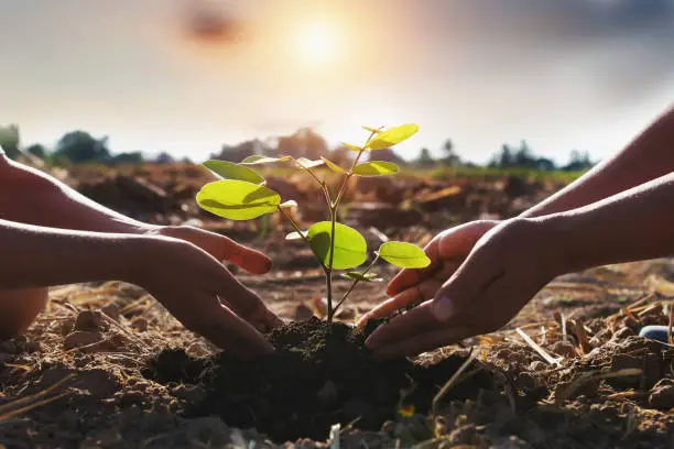 Photo of mother and children helping planting young tree. concept green world