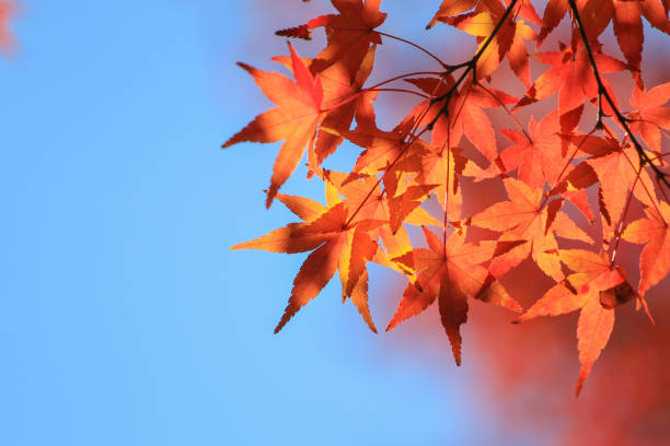 istock Red leaf autumn in Japan 1124961317