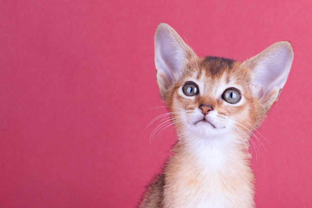 istock An little abyssinian ruddy cat, kitty on a pink background. 1124961619