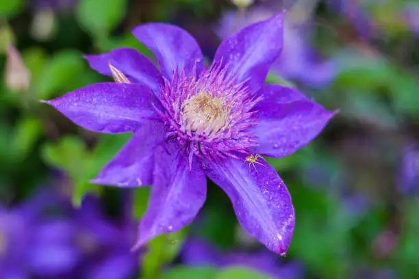 Clematis The President. Blooms clematis blue-purple flowers.
