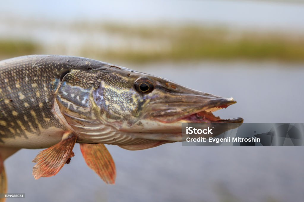 Fishing Pike Close Up Fishing Catch Pike On The Grass And Fishing Gear  Stock Photo - Download Image Now - iStock